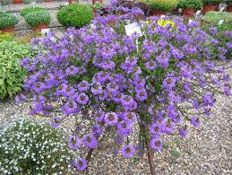 Image result for foto Vějířovka