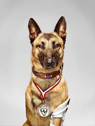 Meet 2016 Military Hero Dog Layka American Humane American Humane