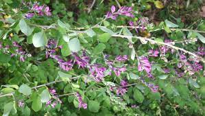 Bloeit rijkelijk met overhangende twijgen en neemt daardoor veel plaats in. Hoosier Gardener Bush Clover Now Deemed Invasive