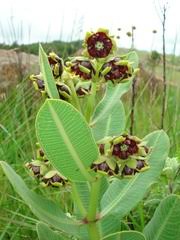 Image result for Pachycarpus lineolatus