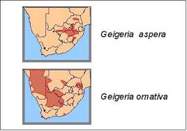 Image result for Geigeria burkei