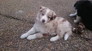 Kings valley collies share a well deserved international reputation for. 23 Red Merle Border Collie Puppy L2sanpiero