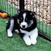 Puppy potty training charlotte nc. 1