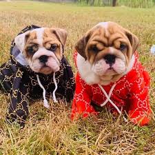 They are considered a calm, friendly, and courageous dog breed that is getting popular in the state of texas. Houston Texas English Bulldogs Home Facebook