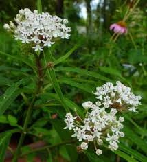 White Milkweed Aquatic Milkweed Asclepias Perennis Milkweed Plant Milkweed Florida Native Plants