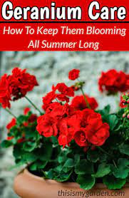 Geranium Care How To Keep Your Geraniums Blooming All Summer Long Geraniums Flowers Landscape Flowerbed Geranium Care Geraniums Garden Geranium Flower