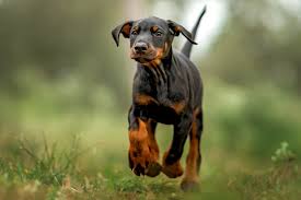 She has such a wonderful temperament and is exactly what we wanted from a doberman, the perfect mix of loving Doberman Pinscher Dog Breed Information Characteristics Daily Paws