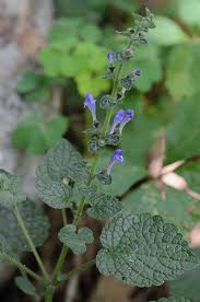 Image result for Scutellaria schweinfurthii