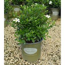 Image result for Gardenia subacaulis