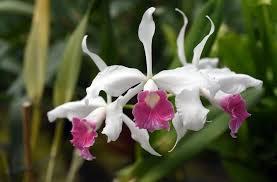 Su paginegialle trovi numero, indirizzo, orari e altre informazioni. Tipi Di Orchidee Varieta Di Orchidee Piu Facili Da Coltivare