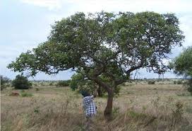 Image result for Haplocoelum foliolosum