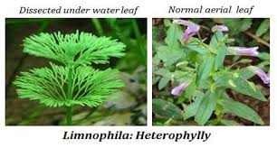 What Is Heterophylly Aquatic Plants Pond Plants Plants