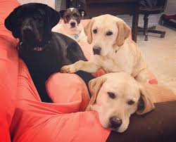 Dog Boarding | Puppy | Kennels Near Me | K9 Divine