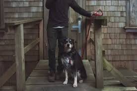 National geographic stories take you on a journey that's always enlightening, often surprising, and unfailingly fascinating. How To Get Dogs Unstuck Easy Fast Method You Should Follow