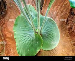 Image result for Platycerium stemaria