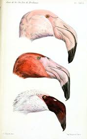 25 Free Vintage Bird Printable Images Animal Drawings Vintage Birds Scientific Illustration