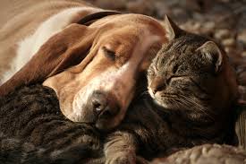 Where other services may take weeks to handle this delicate task and then. Do Pets Grieve Dogs And Cats In Mourning National Cremation