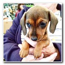 We Absolutely Love Being A Dog Friendly Garden Centre We Have So Many Regulars And It S Great To See You All Headin In 2020 Dog Friendly Garden Dog Friends Dog Cafe