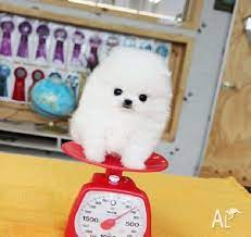 If you are thinking about buying a puppy, you should know that: Newborn Teacup Pomeranian Puppies For Sale 250 Novocom Top