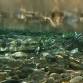 Circle of Life Chum Salmon Celebration