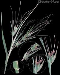 Image result for Cyperus tenuispica