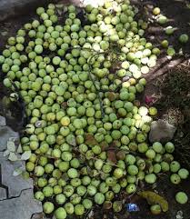 Dzunisane hosi ya matilo ira bia neves mp3 & mp4. Nkanyi Wikiwand