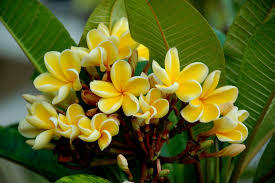 Identifying plumeria cultivars by flower color the following key to 40 major plumeria cultivars and is based on the most prominent color in the petal. Yellow Plumeria Flowers Waikiki Beach Oahu Hawaii Plumeria Flickr