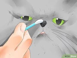Opening at 10:00 am on tuesday. 4 Ways To Care For Persian Cats Wikihow