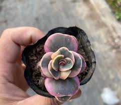 Image result for Kalanchoe rotundifolia
