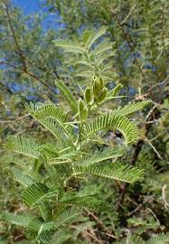 Image result for Acacia gerrardii