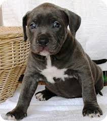 See more of pitbull mix puppies on facebook. Gilbert Az American Pit Bull Terrier Meet Haven A Pet For Adoption