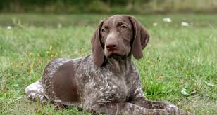 Click here to be notified when new german wirehaired pointer puppies are listed. 13 Best Dog Foods For German Shorthaired Pointers 2021 Reviews