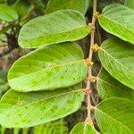 Image result for Bridelia ferruginea