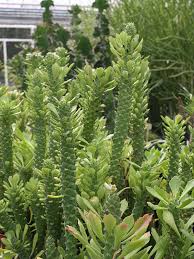 Image result for Monadenium rugosum