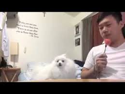 Jealous Snowball Pup Throws Serious Side Eye At Watermelon Hogging Human Barkpost With Images Funny Dogs Really Cute Puppies Pomeranian Dog