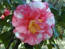 Beauty Of Holland American Camellia Society Camellia Pretty Flowers Flowers