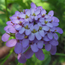 I've had the same plant for 2 or 3 years. Sweet Alyssum Flower Problems Posts Facebook