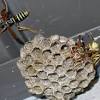 Here are seven easy ways to rid your home of hornets, whether it's a single pest or a full nest. 1