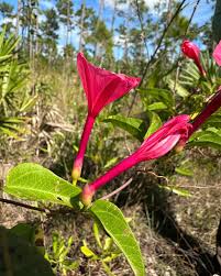 Image result for Ipomoea protea