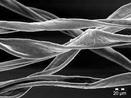 Description Cotton Fibres How To Dye Fabric Cotton Things Under A Microscope