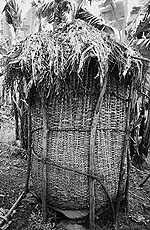 Image result for Hippocratea apocynoides