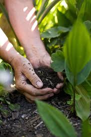 Proper soil preparation not only helps maintain and create a beautiful garden, but it also saves a great amount of water. Soil For Growing Vegetables Soil Preparation For Your Vegetable Garden
