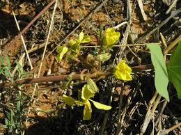 Image result for Tylosema esculentum