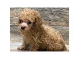 Poodle (miniature) litter of 2 puppies for sale near aubrey, texas, usa. Miniature Poodle Dog Male Apricot 2645889 Petland San Antonio