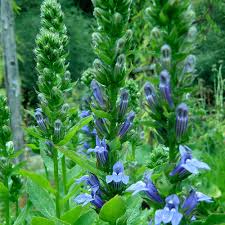 Image result for Lobelia goetzei