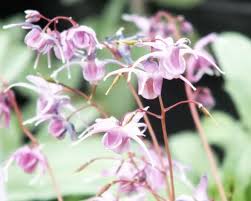 Image result for Vepris grandifolia