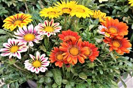 Image result for foto Gazánie