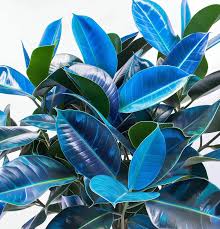 Image result for Indigofera roseo-caerulea