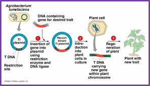 Image result for Rhizobium radiobacter, syn. Agrobacterium tumefaciens