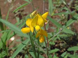 Image result for Crotalaria podocarpa